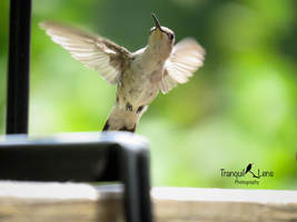 Picture of hummingbird tranquil lens photography
