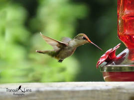 picture of Tranquil Lens Hummingbird