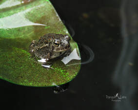 Tranquil Lens Baby Toad